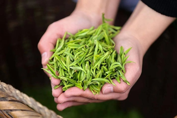 安徽茶叶界的璀璨明珠，黄山毛峰的传奇故事