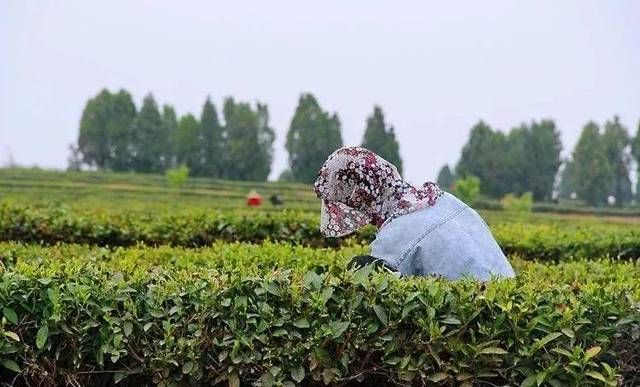 探寻滕州茶叶之美，特色品牌带你品味鲁南茶香