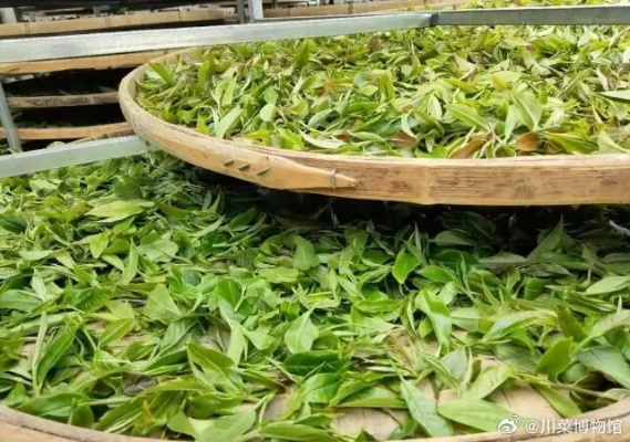 探寻滕州茶叶之美，特色品牌带你品味鲁南茶香