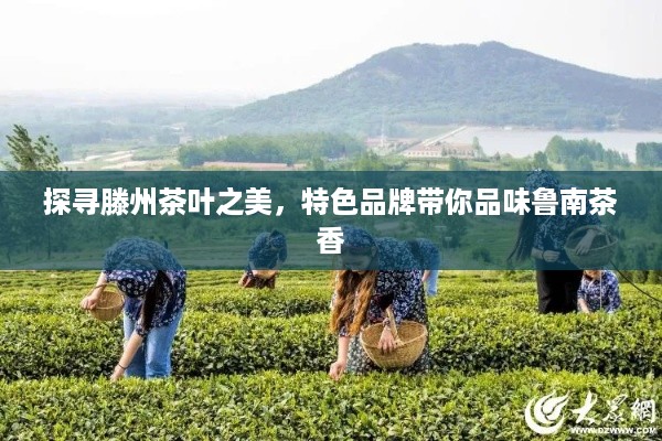 探寻滕州茶叶之美，特色品牌带你品味鲁南茶香