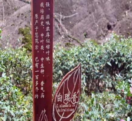 长白普洱，品味中的养生传奇—揭秘长白山茶的独特魅力