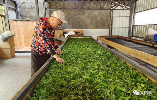海南茶叶品牌加盟工厂，绿色茶香，财富共赢之道