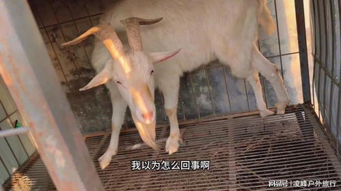 羊小咩便荔卡取现超30分钟案例分享
