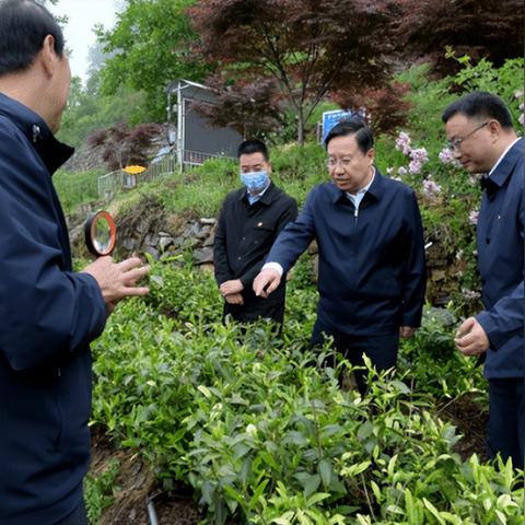 2023年度茶叶品牌直销排行榜揭晓，哪些品牌脱颖而出？