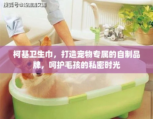 柯基卫生巾，打造宠物专属的自制品牌，呵护毛孩的私密时光