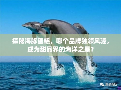 探秘海豚蛋糕，哪个品牌独领风骚，成为甜品界的海洋之星？