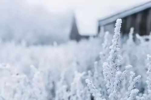 揭秘阳春大雪—探寻这款独特茶叶品牌的魅力