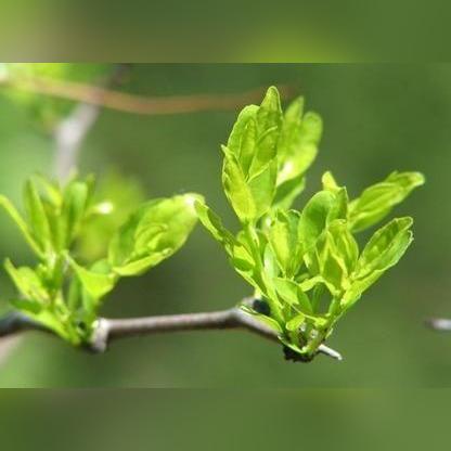 盘点安神茶叶品牌，助你轻松入眠