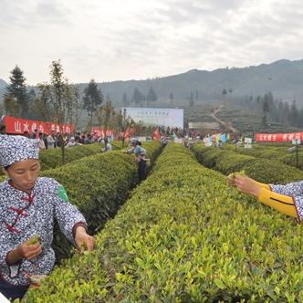 马边小凉山茶叶，绿色山野中的茶香传奇
