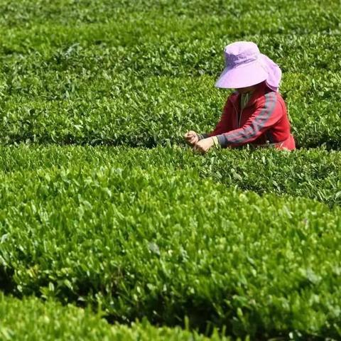 盘点系列包装茶叶品牌，品味茶香中的品牌魅力