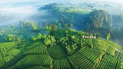 雅安茶叶品牌大盘点，品味四川茶香，这些品牌不容错过！