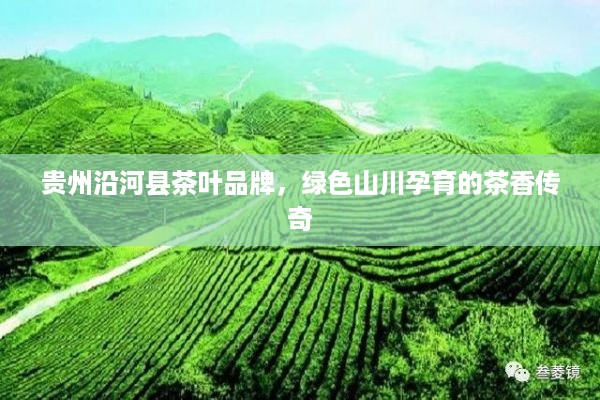贵州沿河县茶叶品牌，绿色山川孕育的茶香传奇