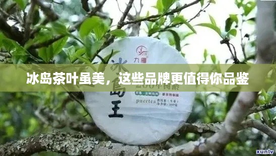 冰岛茶叶虽美，这些品牌更值得你品鉴