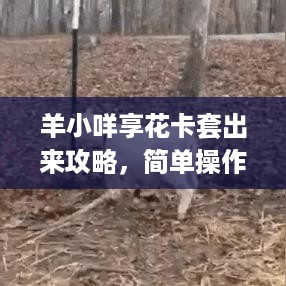 羊小咩享花卡套出来攻略，简单操作指南
