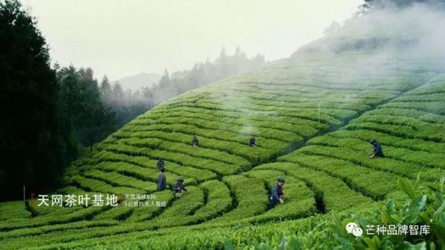 磐安茶叶品牌盘点，探寻浙江磐安的茶香传奇