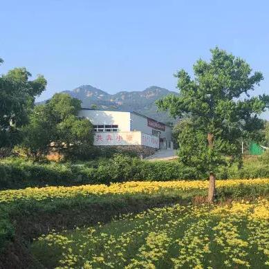 盘点润肺抗癌茶叶品牌，健康生活从一杯茶开始