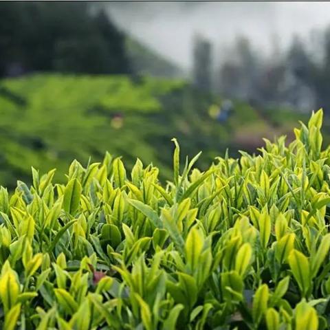 茶叶标准品牌大盘点，品质生活从一杯好茶开始