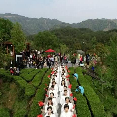 黄冈茶叶品牌大盘点，品味千年茶香，探寻本土佳品