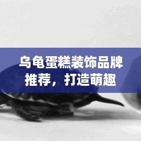 乌龟蛋糕装饰品牌推荐，打造萌趣生日蛋糕的必备清单