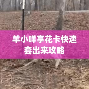 羊小咩享花卡快速套出来攻略