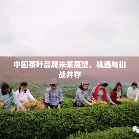 中国茶叶品牌未来展望，机遇与挑战并存