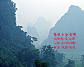 洛阳金谷园白条提现攻略