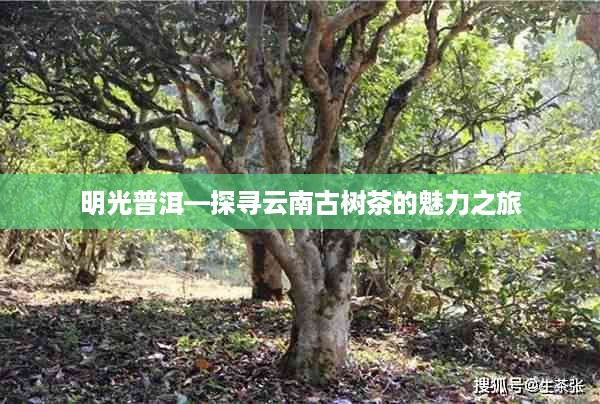明光普洱—探寻云南古树茶的魅力之旅