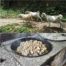 绍兴羊小咩便荔卡多用途套取攻略