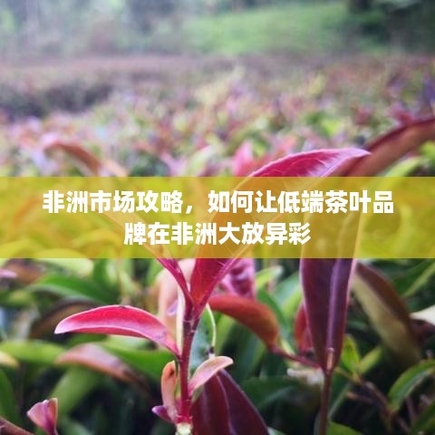 非洲市场攻略，如何让低端茶叶品牌在非洲大放异彩