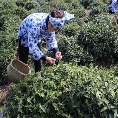 东北茶叶品牌大盘点，品味东北茶香，领略地域特色
