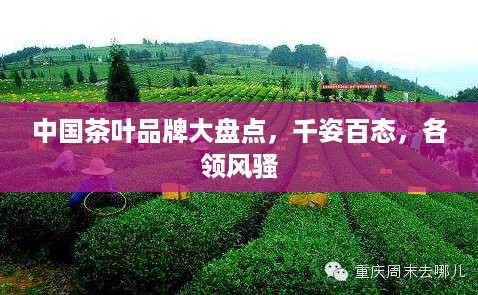 中国茶叶品牌大盘点，千姿百态，各领风骚