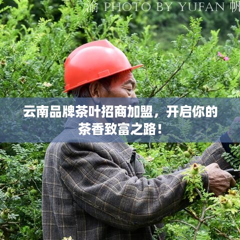 云南品牌茶叶招商加盟，开启你的茶香致富之路！