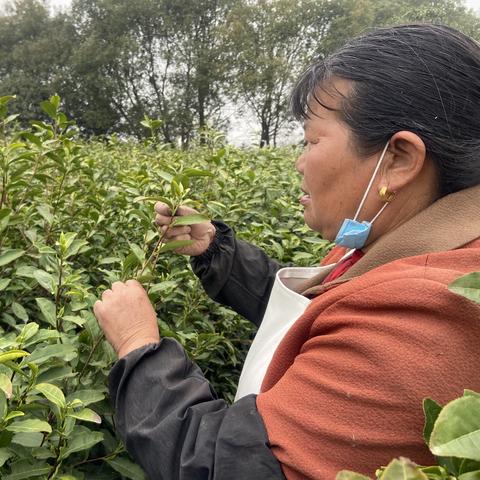 云南品牌茶叶招商加盟，开启你的茶香致富之路！