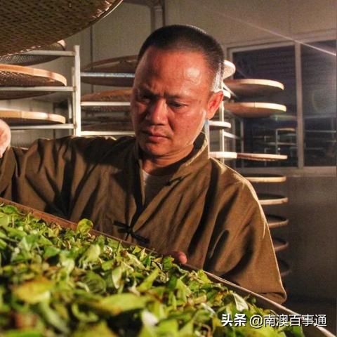 汕头茶叶品牌推荐，品味潮汕，尽享茶香四溢