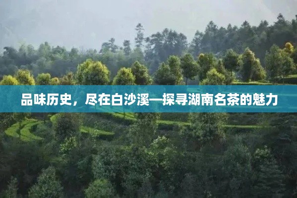 品味历史，尽在白沙溪—探寻湖南名茶的魅力
