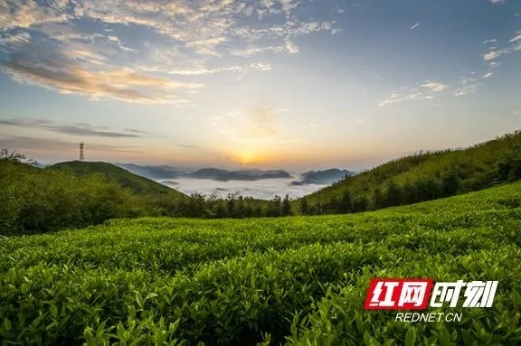 品味历史，尽在白沙溪—探寻湖南名茶的魅力