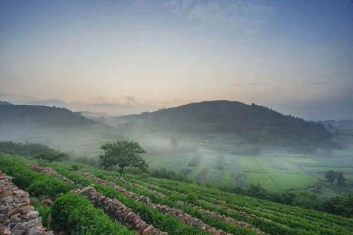 成都大丰茶叶品牌店推荐，品味茶香，尽在这一方水土