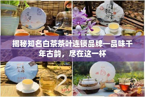 揭秘知名白茶茶叶连锁品牌—品味千年古韵，尽在这一杯