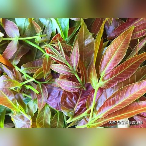 清远特色茶叶，品味千年古韵—探秘清远茶叶品牌店