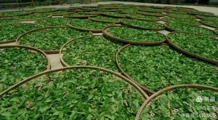 探寻最佳味蕾体验—盘点那些最好吃的农庄茶叶品牌