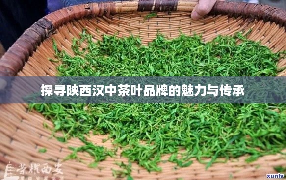 探寻陕西汉中茶叶品牌的魅力与传承