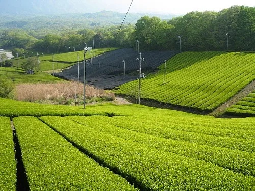 宇治茶叶，日本顶级绿茶的传奇之旅