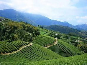 平武茶叶品牌推荐，品味四川高山茶韵，这些品牌值得尝试！