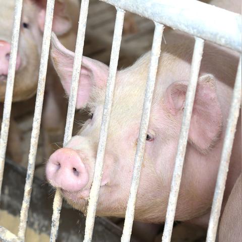 京东白条红包助手提现体验报告