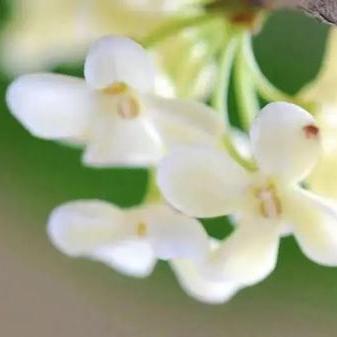 盘点国内知名的桂花茶叶品牌，品味秋天的香气与韵味