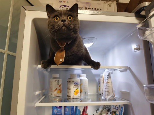 猫咪专属冰箱，哪个品牌最值得信赖？