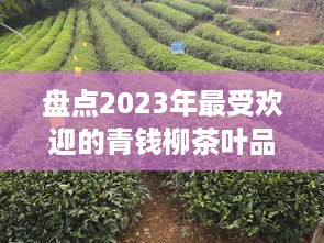 盘点2023年最受欢迎的青钱柳茶叶品牌，健康养生新选择！