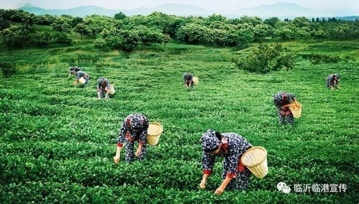 临沂普洱茶叶品牌崛起，探寻茶香四溢的秘密花园
