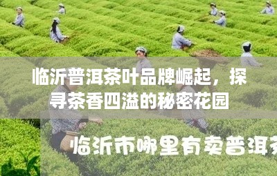 临沂普洱茶叶品牌崛起，探寻茶香四溢的秘密花园