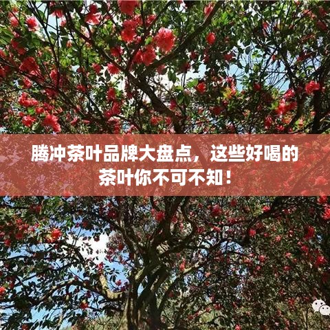腾冲茶叶品牌大盘点，这些好喝的茶叶你不可不知！